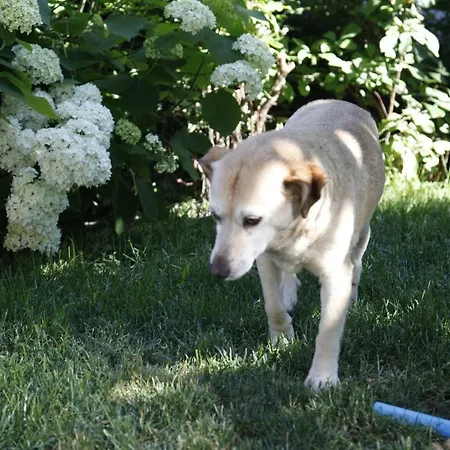 Family On Repecnik Farm In Gorje, Bled Apartamento *