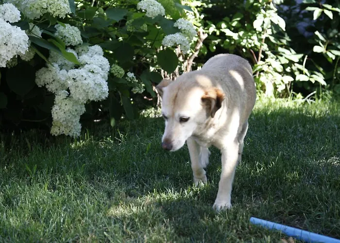 Family On Repecnik Farm In Gorje, Bled شقة *